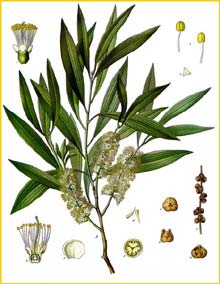   ( Melaleuca leucadendr ) from Koehler's Medizinal-Pflanzen