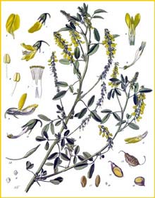   /  ( Melilotus officinalis ) from Koehler's Medizinal-Pflanzen