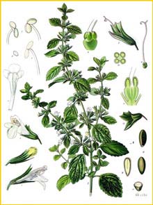   ( elissa offcinalis ) from Koehler's Medizinal-Pflanzen