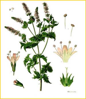   ( Mentha spicata ) from Koehler's Medizinal-Pflanzen