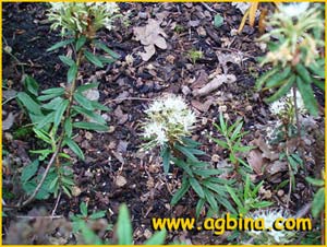    ( Ledum palustre diversipilosum )