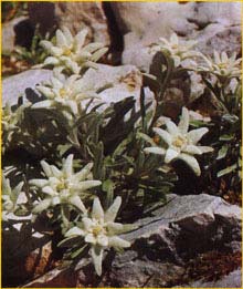   .  ( Leontopodium alpinum ssp. alpinum )