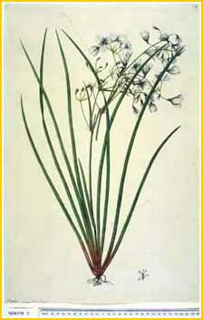   ( Libertia grandiflora ) by Frederick Polydore