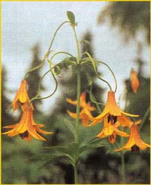   ( Lilium canadense )