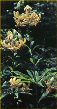    ( Lilium hansonii )