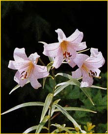    ( Lilium japonicum )
