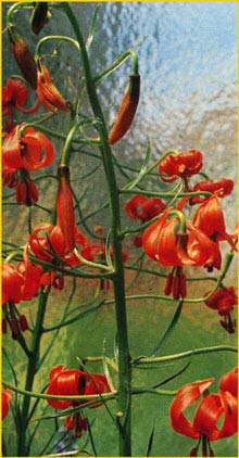   ( Lilium pumilum )