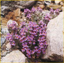   ( Linaria alpina )