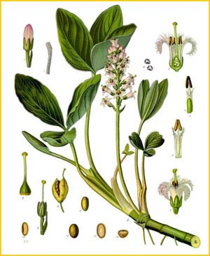   /   ( Menyanthes trifoliata ) from Koehler's Medizinal-Pflanzen