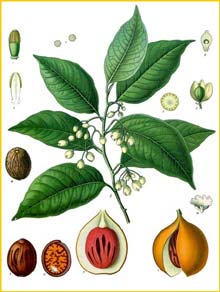   ( Myristica fragrans ) from Koehler's Medizinal-Pflanzen