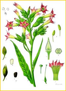   ( Nicotiana tabacum ) from Koehler's Medizinal-Pflanzen