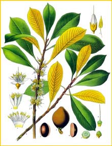   ( Palaquium gutta / oblongifolium / Dichopsis gutta ) from Koehler's Medizinal-Pflanzen
