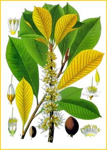   ( Palaquium treubii ) from Koehler's Medizinal-Pflanzen