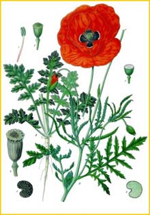   ( apaver rhoeas ) from Koehler's Medizinal-Pflanzen