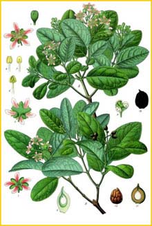   ( Peumus boldus ) from Koehler's Medizinal-Pflanzen