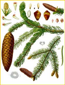   ( Picea excelsa / abies ) from Koehler's Medizinal-Pflanzen