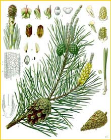   ( Pinus sylvestris ) from Koehler's Medizinal-Pflanzen