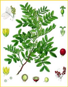 Pistacia lentiscus (   ) from Koehler's Medizinal-Pflanzen