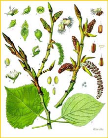   /  ( opulus nigra ) from Koehler's Medizinal-Pflanzen