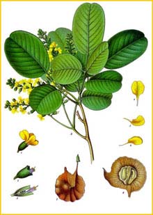   ( Pterocarpus santalinoides ) from Koehler's Medizinal-Pflanzen