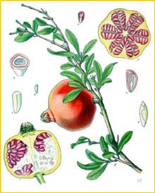   ( Punica granatum ) from Koehler's Medizinal-Pflanzen