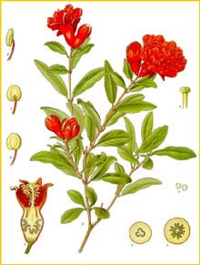   ( Punica granatum ) from Koehler's Medizinal-Pflanzen