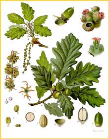   /  ( Quercus petraea ) from Koehler's Medizinal-Pflanzen