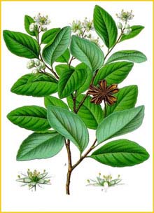   ( Quillaja saponaria ) from Koehler's Medizinal-Pflanzen