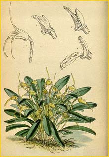   ( Masdevallia attenuata ) Curtis's Botanical Magazine 1877