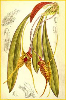  ( Masdevallia caesia ) Curtis's Botanical Magazine 1901