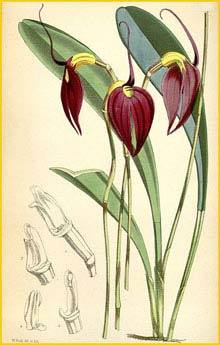   ( Masdevallia coccinea )  Curtis's Botanical Magazine 1872