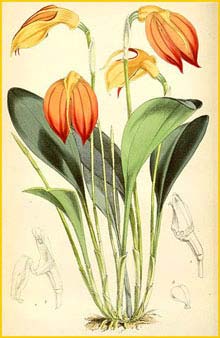  ( Masdevallia ignea )  Curtis's Botanical Magazine 1872