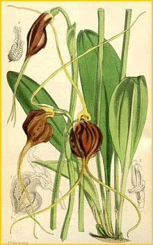   ( Masdevallia trochilus )  Curtis's Botanical Magazine 1876