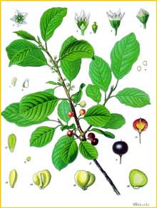   ( Rhamnus frangula ) from Koehler's Medizinal-Pflanzen