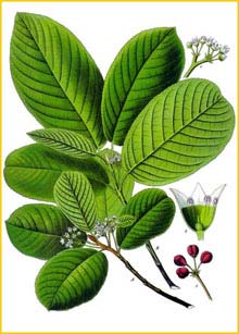   ( Rhamnus purshiana ) from Koehler's Medizinal-Pflanzen