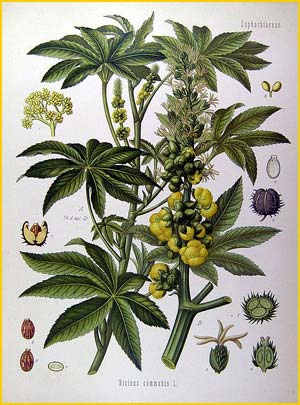   ( Ricinus communis ) from Koehler's Medizinal-Pflanzen