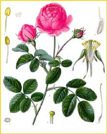   ( Rosa centifolia ) from Koehler's Medizinal-Pflanzen