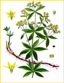   ( Rubia tinctorum ) from Koehler's Medizinal-Pflanzen