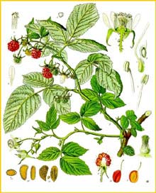   ( Rubus idaeus ) from Koehler's Medizinal-Pflanzen