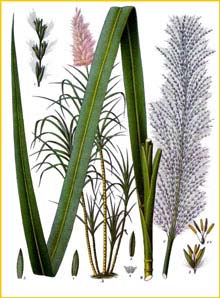    ( Saccharum officinarum ) from Koehler's Medizinal-Pflanzen