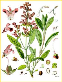Шалфей дубравный / лесной ( Salvia nemorosa / sylvestris ) from «Koehler's Medizinal-Pflanzen»