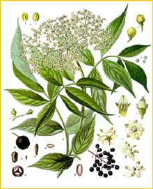   ( Sambucus nigra ) from Koehler's Medizinal-Pflanzen