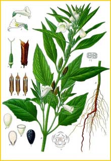   ( Sesamum indicum ) from Koehler's Medizinal-Pflanzen