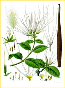   ( Strophanthus hispidus ) from Koehler's Medizinal-Pflanzen
