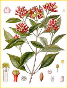   /   ( Syzygium aromaticum ) from Koehler's Medizinal-Pflanzen 