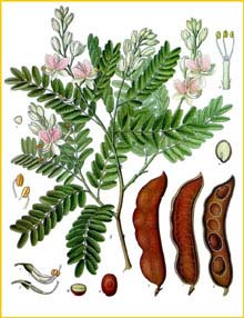  ( Tamarindus indica ) from Koehler's Medizinal-Pflanzen