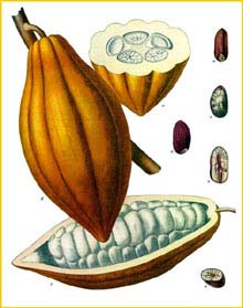  ( Theobroma cacao ) from Koehler's Medizinal-Pflanzen