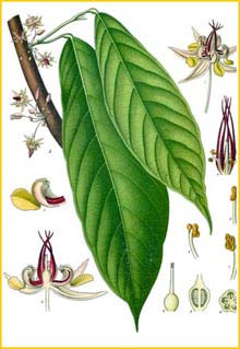  ( Theobroma cacao ) from Koehler's Medizinal-Pflanzen