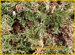   /   ( Juniperus horizontalis )