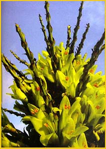    ( Puya chilensis )